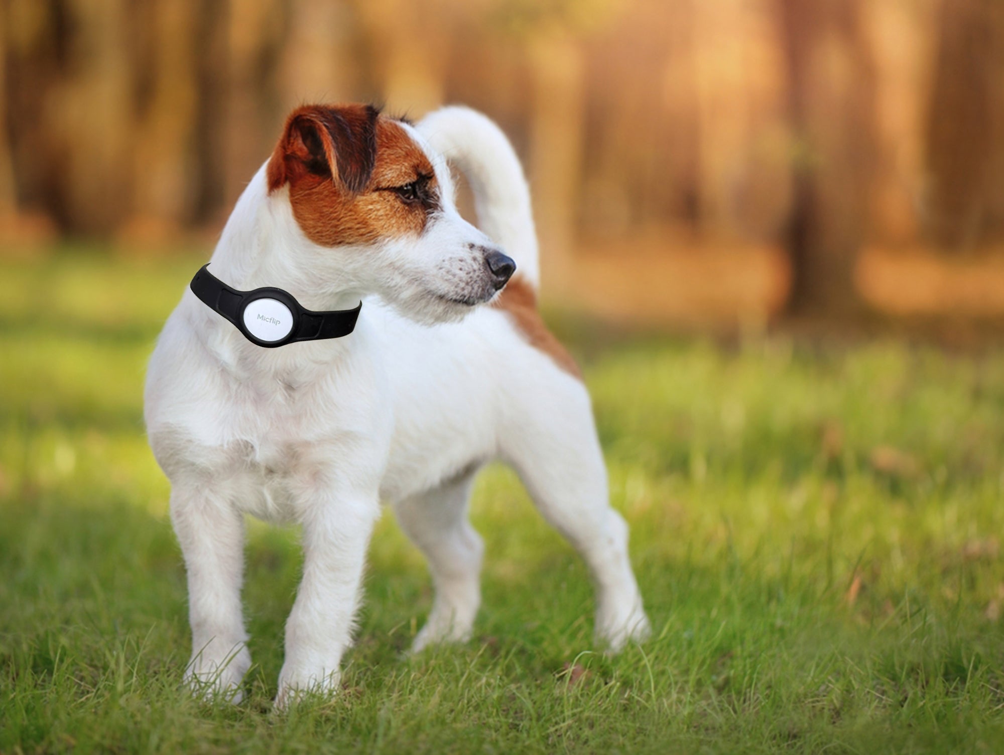 קולר חכם לכלב