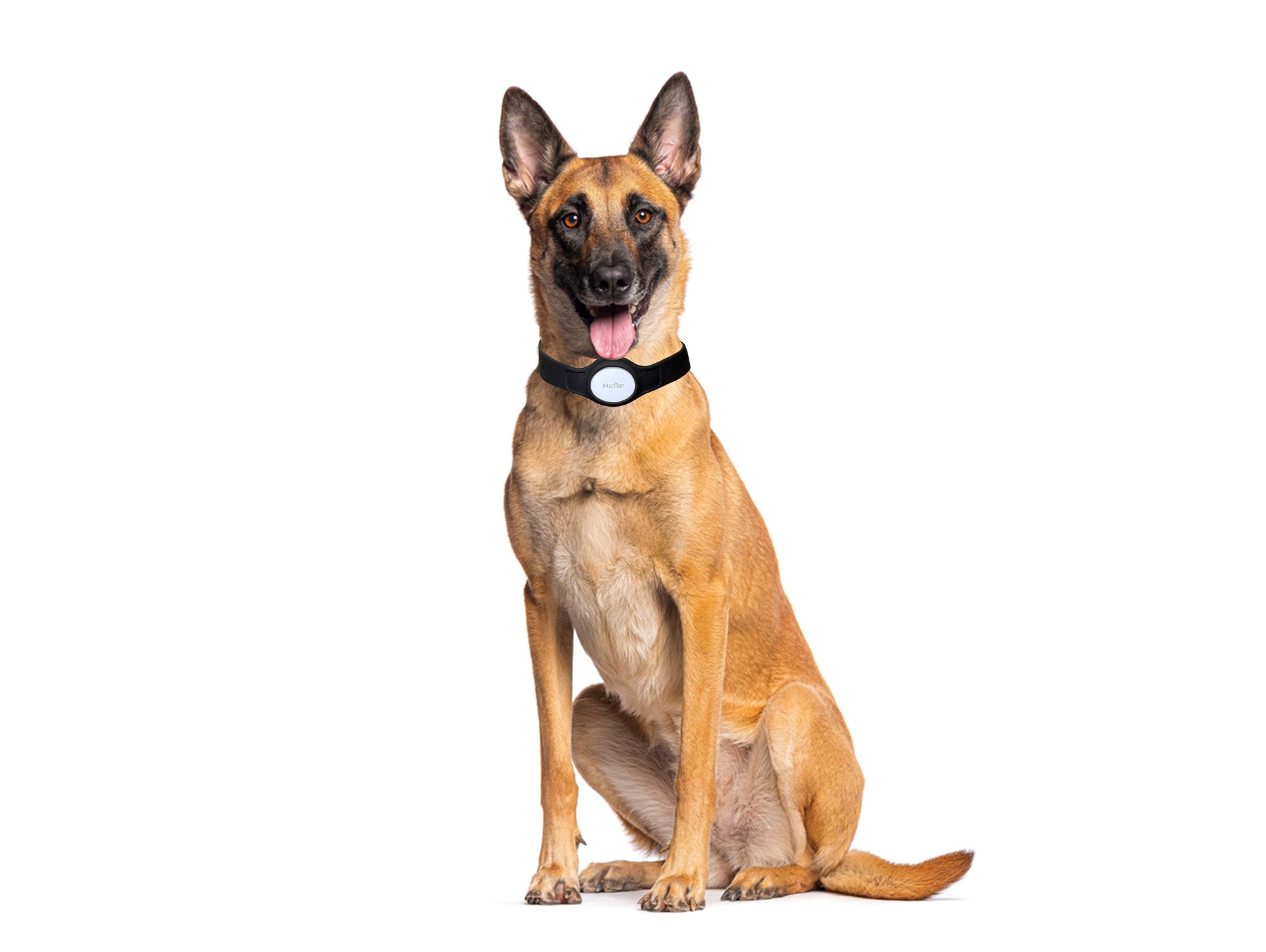 קולר חכם לכלב