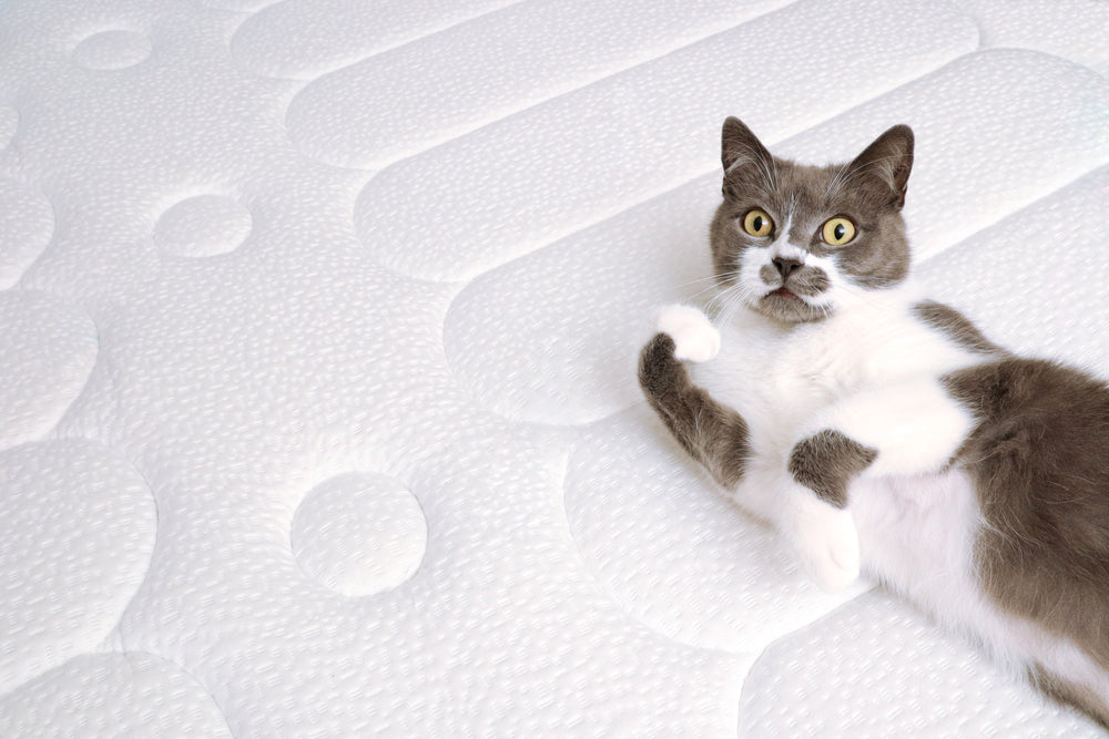 מגן מיזרן זוגי מידה 140-200